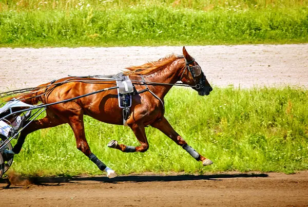 Hipodrom boyunca koşan güzel bir atın görüntüsü
