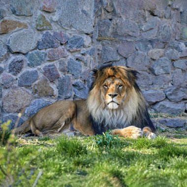 Hayvanat bahçesinin çimlerinde yatan vahşi bir aslan resmi.