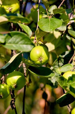 Ağaç dallarındaki yaprakların arasında olgunlaşan yeşil elma görüntüsü
