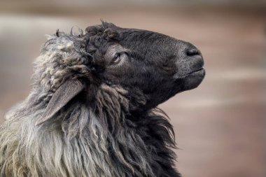 Evcil bir hayvanın ağızlık resmi, gri-siyah bir koyun.