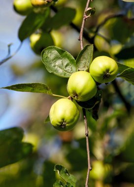 Bir ağaç dalında olgunlaşan üç yeşil elma resmi