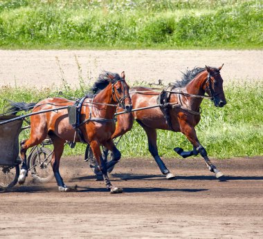 Yarış pistinde koşumlu iki atın görüntüsü.