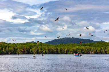 Bir kel kartal ya da Haliaeetus leucocephalus balık avlar ve Malezya 'daki Kilim Geoforest ulusal parkında mavi gökyüzünde süzülür.