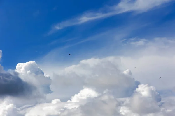 マレーシアのキリム ジオフォレスト国立公園の雲の中から青い空にはげワシやハリアエトゥスのロイコフェルスが舞い上がる — ストック写真