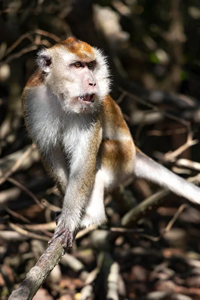 Retrato Cola Larga Salvaje Primer Plano Macaco Manglar Langkawi Malasia —  Fotos de Stock