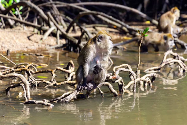 Dziki Długi Ogon Macaque Siedzi Korzeniach Namorzynowych Drzew Rzece Parku — Zdjęcie stockowe