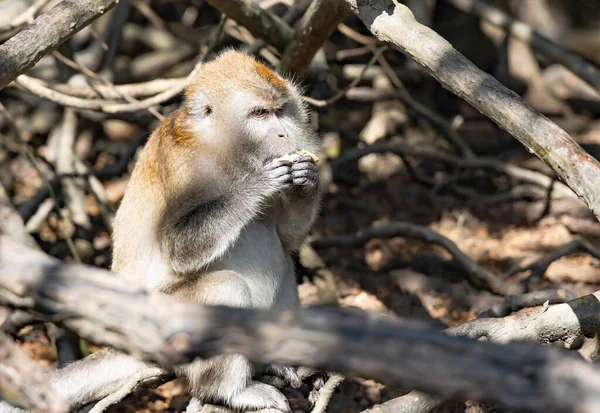马来西亚朗卡维红树林的野生长尾猕猴特写 — 图库照片