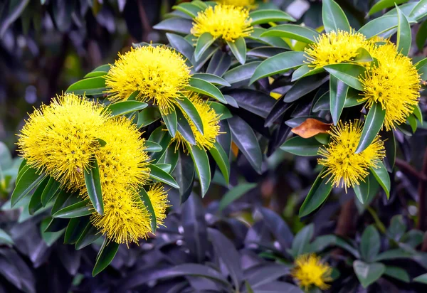 シンガポール市内の公園では 黄色の花と濃い緑色の葉を持つ熱帯低木が閉じます 緑の環境 — ストック写真