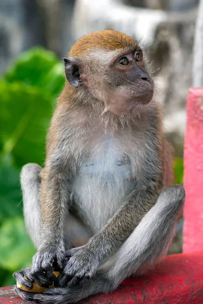 Retrato Salvaje Cola Larga Macaco Comiendo Plátanos Cerca Cuevas Batu —  Fotos de Stock
