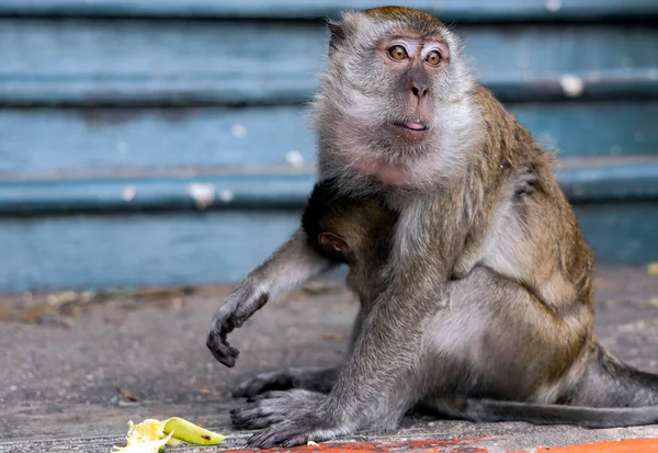 Retrato Salvaje Cola Larga Macaco Con Bebé Primer Plano Comiendo — Foto de Stock