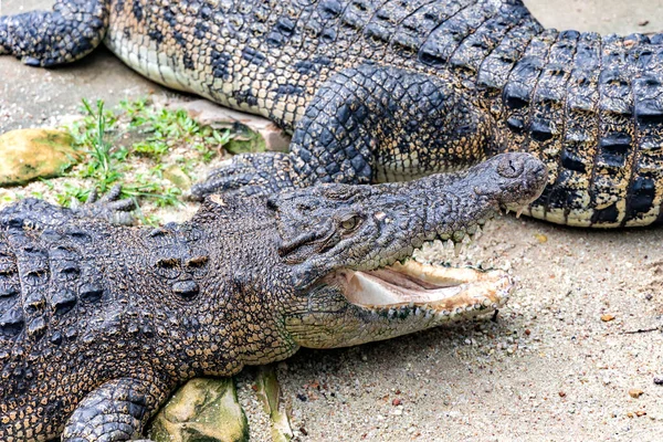 Crocodilo Descansando Com Boca Aberta Cheia Tooths Crocodilos Descansando Fazenda — Fotografia de Stock