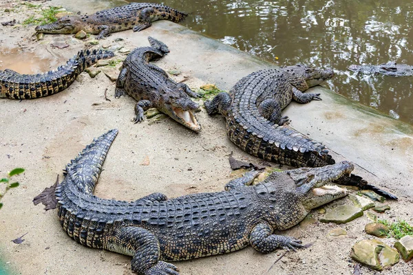 Liegende Krokodile Mit Geöffnetem Maul Voller Zähne Krokodile Ruhen Auf — Stockfoto