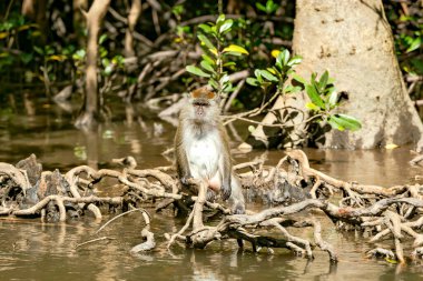 Kilim Geoforest Ulusal Parkı, Langkawi, Malezya 'daki nehir kıyısındaki mangrov ağaçlarının köklerinde vahşi uzun kuyruklu Makaklar oturuyor..