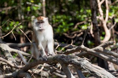 Kilim Geoforest Ulusal Parkı, Langkawi, Malezya 'daki nehir kıyısındaki mangrov ağaçlarının köklerinde vahşi uzun kuyruklu Makaklar oturuyor..
