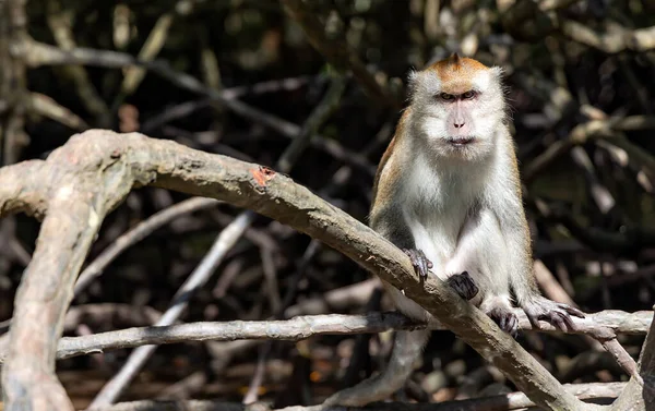 Macaque Cauda Longa Selvagem Senta Nas Raízes Manguezais Rio Parque — Fotografia de Stock