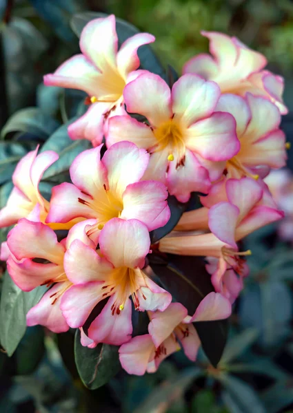 Цвіте Квітка Франгіпані Зеленим Фоном Листя Рожеві Квіти Франгіпані Крупним — стокове фото