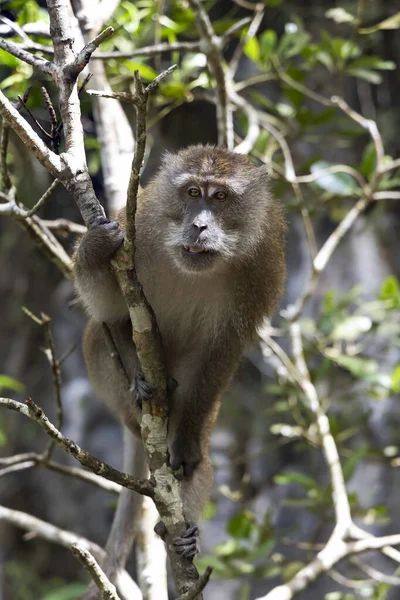 Dlouhoocasý Divoký Macaque Sedí Větvích Mangrovníku Národním Parku Kilim Geoforest — Stock fotografie