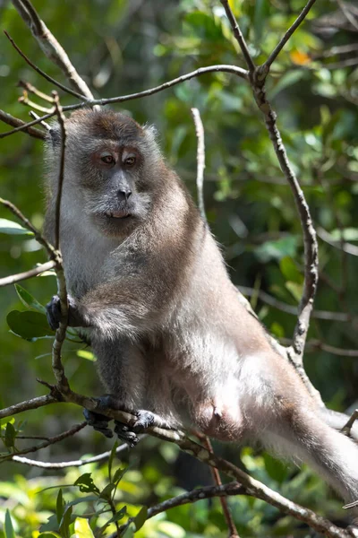 Wild Long Tailed Macaque Male Sits Branches Mangrove Tree River — Stock Photo, Image