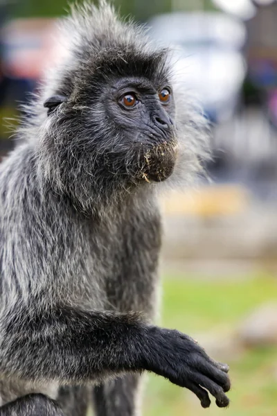 Stříbrná Opice Velkýma Hnědýma Očima Bukit Melawati Nebo Melawati Hill — Stock fotografie