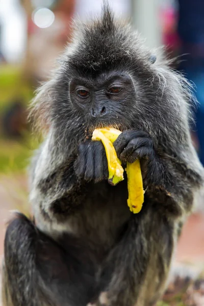 Stříbrná Opice Která Banán Kopci Bukit Melawati Nebo Melawati Malajsii — Stock fotografie