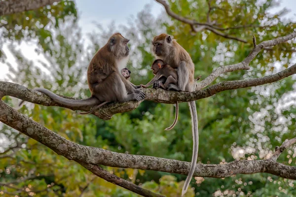马来西亚吉隆坡镇附近的Bukit Melawati或Melawati Hill 两只野生长尾猕猴和一个可爱的小宝宝坐在树枝上 — 图库照片