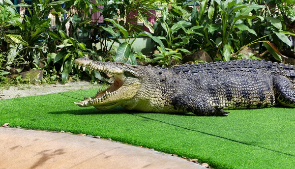 Descansando Crocodilo Velho Com Boca Aberta Cheia Tooths Crocodilos Descansando — Fotografia de Stock