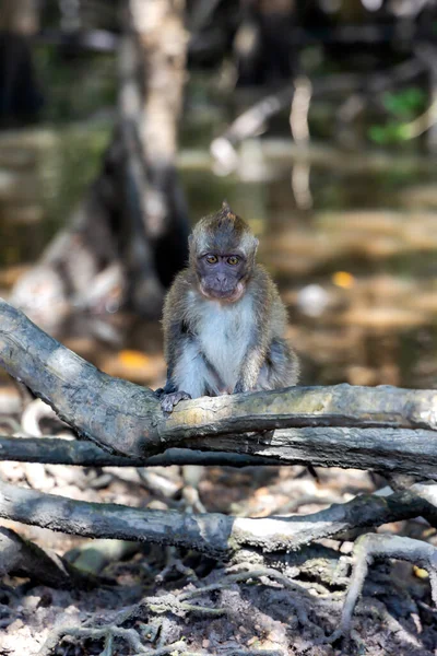 马来西亚兰卡维Kilim Geoforest国家公园的一条小河上 野生长尾猕猴宝宝坐在一棵红树林的树枝上 — 图库照片