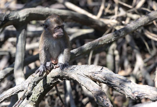 Baby Wild Long Tailed Macaque Sits Branches Mangrove Tree River — Stock Photo, Image