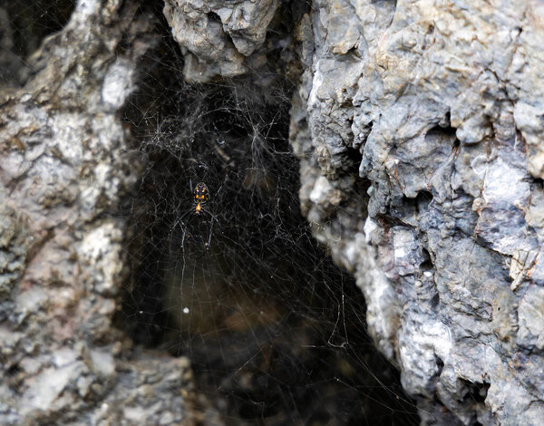 Паук Latrodectus mactans, известный как южная чёрная вдова или просто чёрная вдова, и паук-пуговица. Арахниды с паутиной в естественной среде обитания