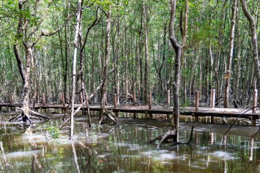 Kilim Geoforest Park, Langkawi Adası, Malezya 'daki Hint Okyanusu' nun yüksek gelgiti sırasında sudaki genç yeşil mangrov ormanı. Mangrovlar karbondioksit emisyonunu emerler..