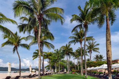 Malezya, Langkawi, Kasım 2022: Langkawi, Chenang plajında palmiye ağaçları olan güzel bir tropikal bahçenin içinde güneşlenirler. Malezya