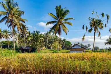 Pirinç tarlaları güneşli bir günde Ubud, Bali, Endonezya 'daki tarlanın kenarındaki yüksek hindistan cevizi palmiyeleriyle