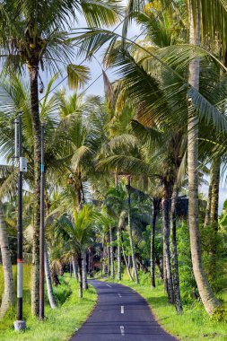Rural asphalt road among tall palm trees and rice fields in the Tegelalang valley at Ubud, Bali, Indonesia