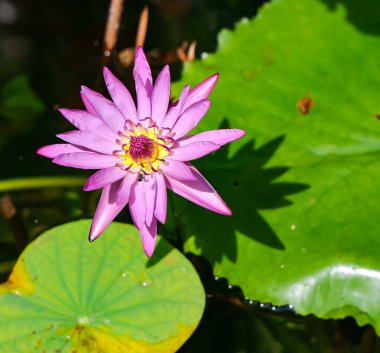 A pink lotus flower Nymphaea Pink Sensation against the background of green leaves on the lake. Lotus on the lake in natural environment.