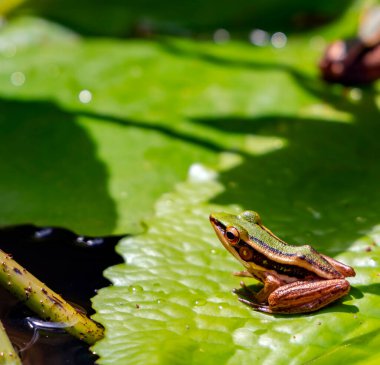 Small endemic frog Brown Mantella (Mantidactylus melanopleura), species of small frog in the Mantellidae family in Thailand 
