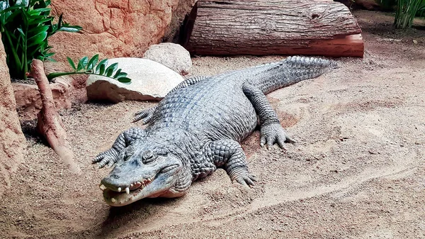 在泰国的鳄鱼农场 美洲鳄鱼 Crocodylus Acutus 张大嘴休息鳄鱼 — 图库照片