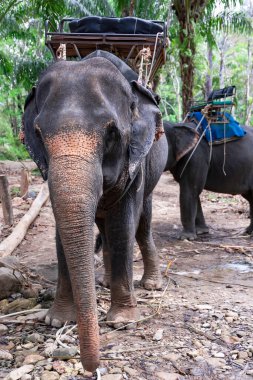 Friendly asian elephants (Elephas maximus) with a basket for tourists on the back in Thailand, South-East Asia. Natural habitat of Thai elephant is in tropical forests.