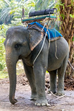 Friendly asian elephants (Elephas maximus) with a basket for tourists on the back in Thailand, South-East Asia. Natural habitat of Thai elephant is in tropical forests.
