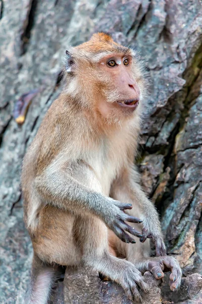 Ritratto Selvatico Dalla Coda Lunga Macaco Che Mangia Banane Seduto — Foto Stock