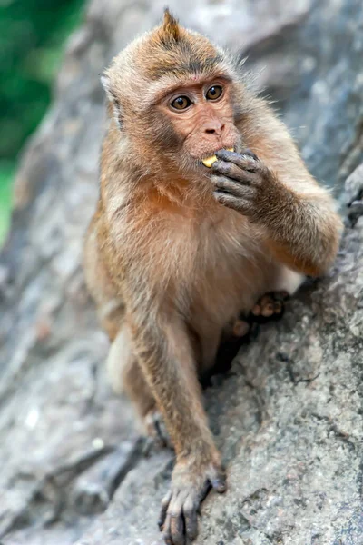 Portrait Wild Long Tailed Macaque Eating Bananas Sitting Khao Takiab — стоковое фото