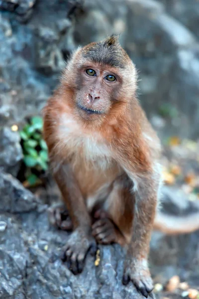 Portrait Wild Long Tailed Macaque Eating Bananas Sitting Khao Takiab — Stock fotografie