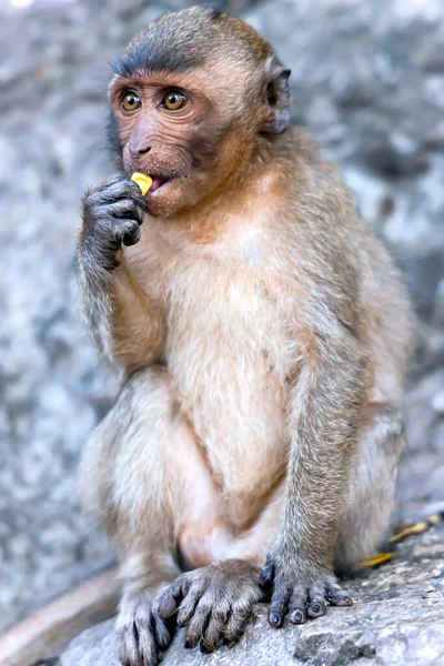 Retrato Salvaje Cola Larga Macaco Comiendo Dulces Sentado Khao Takiab — Foto de Stock