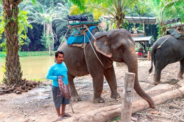 THAILAND, PHUKET, FEBRUARY, 2023: Fil mahout, Tayland 'ın Phuket kentindeki ormanda turistlerle yürüyüşe filleri hazırlıyor 