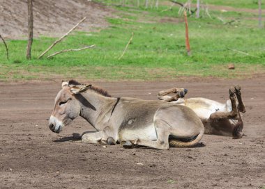 One young gray donkey lies on the road and the second is twirls in road dust in Tanzania, Africa