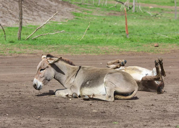 One Young Gray Donkey Lies Road Second Twirls Road Dust — Stock Photo, Image