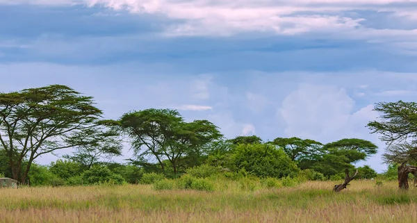 Ngorongoro Kráter Természetvédelmi Terület Esernyő Akác Albizia Háttérben Egy Esőfelhők — Stock Fotó
