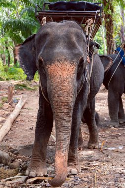 Friendly asian elephants (Elephas maximus) with a basket for tourists on the back in Thailand, South-East Asia. Natural habitat of Thai elephant is in tropical forests.