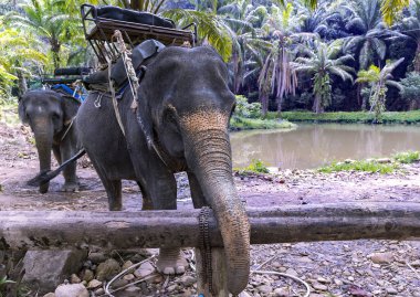 Friendly asian elephants (Elephas maximus) with a basket for tourists on the back in Thailand, South-East Asia. Natural habitat of Thai elephant is in tropical forests.
