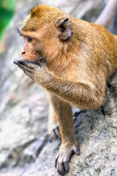 Portrait Wild Long Tailed Macaque Eating Bananas Sitting Khao Takiab — Fotografia de Stock