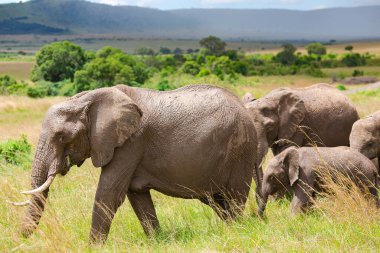 Tarangire Milli Parkı, Tanzanya Savannah otlatma Afrika bush fili (Loxodonta africana) büyük aile.